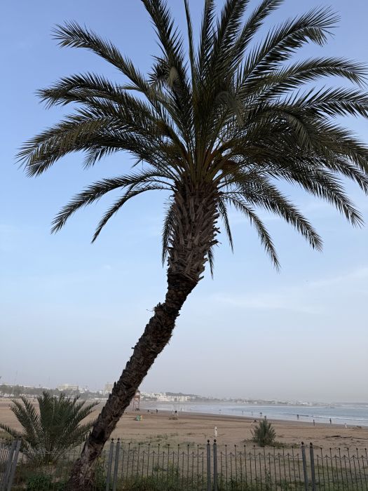 Agadir2026_2819629.JPG