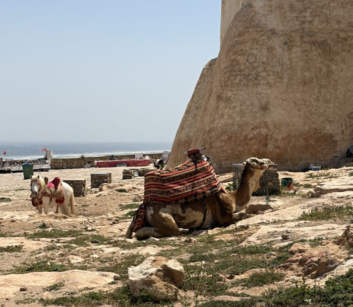 Agadir2026_285229.JPG