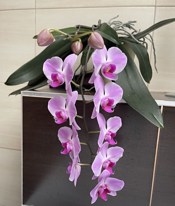 oorchideje2024_28229.JPG