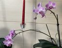 orchideje22_281429.JPG