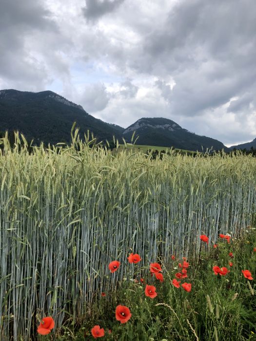 Tatry_281729.JPG