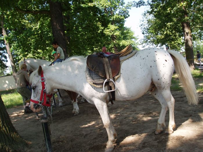 cervenec2C_hluboka2C_kola_2008_058.jpg