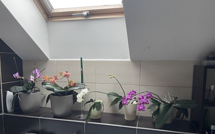 orchideje2025_281029.JPG