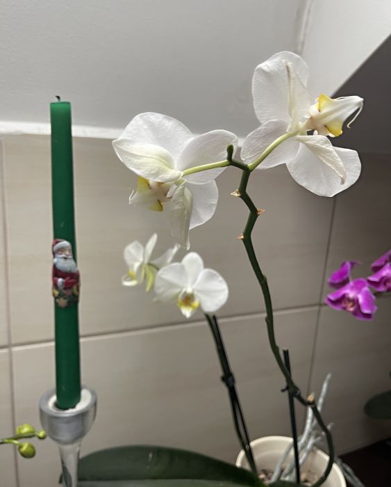 orchideje2025_283929.JPG