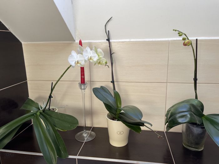 orchideje22_281029.JPG