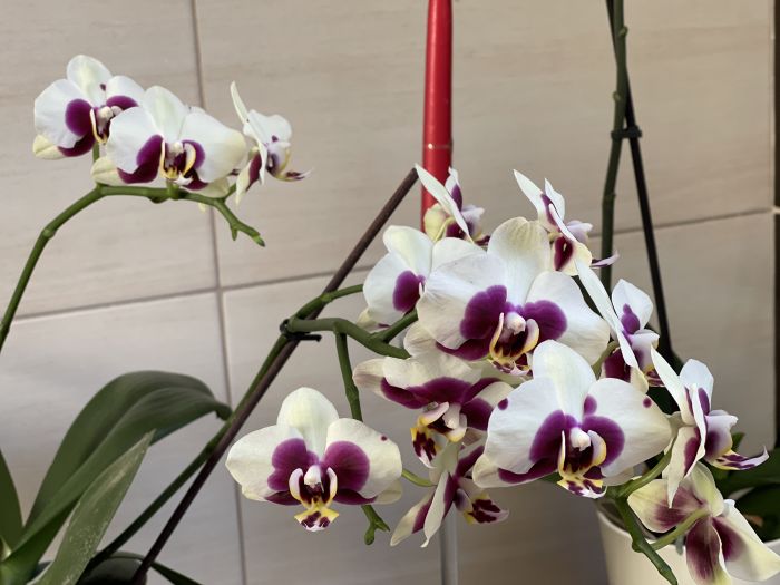 orchideje22_281129.JPG