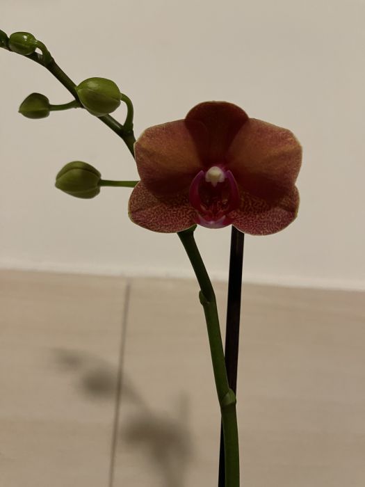 orchideje22_281529.JPG