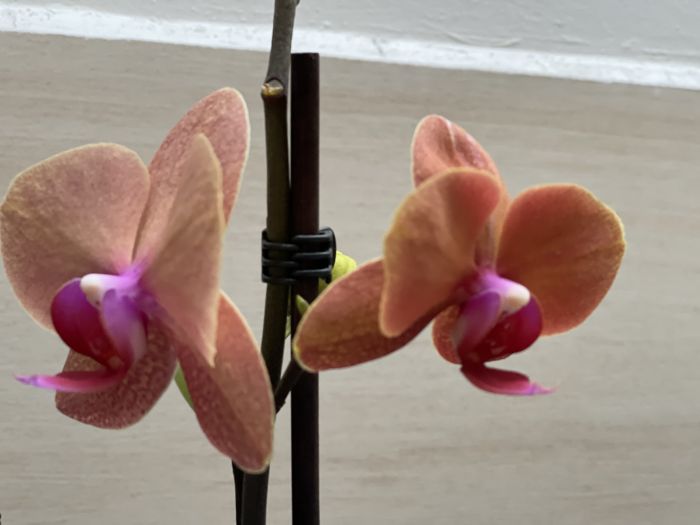 orchideje22_28329.JPG