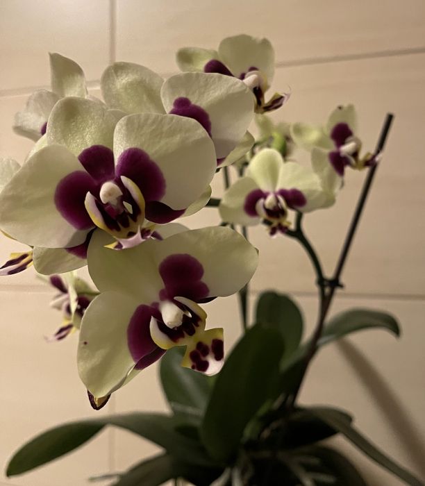 orchideje22_284429.JPG