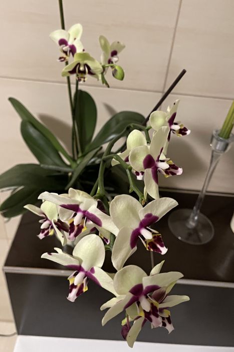 orchideje22_284529.JPG