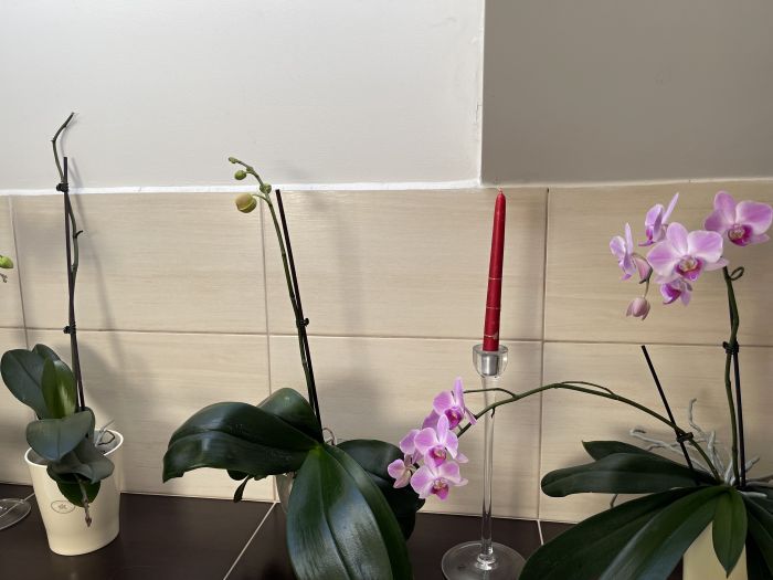 orchideje22_28929.JPG