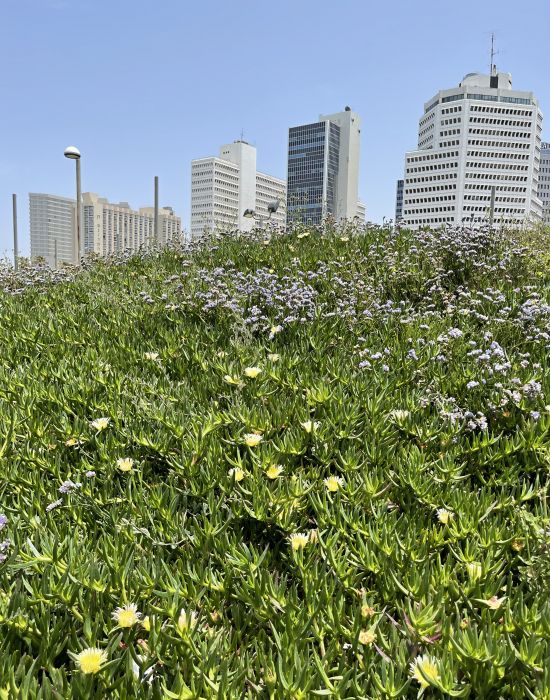 telaviv23_2812729.JPG