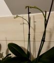 orchid_284329.JPG